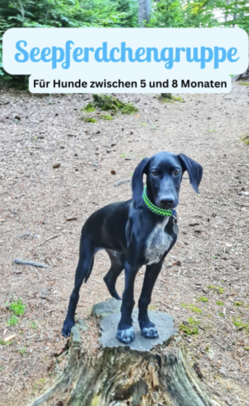 Seepferdchen