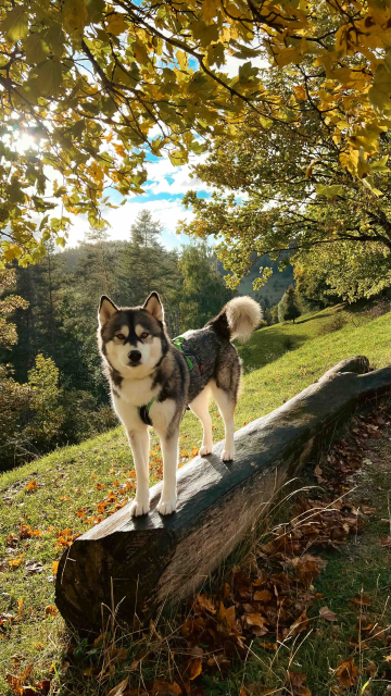 Lochenstein 1