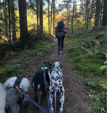 dogtrekking