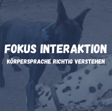 Interaktion K&ouml;rpersprache