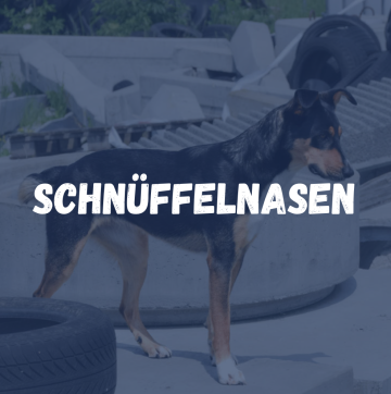 schnüffelnasen cover
