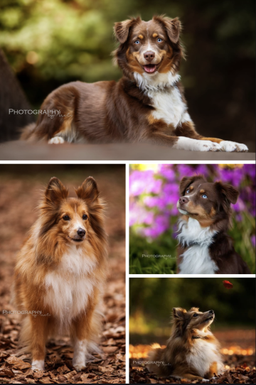 Fotowalk Collage
